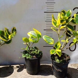 Ostrokrzew Golden King ZDOBI OGRÓD PRZEZ CAŁY ROK