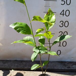 POWTARZAJĄCA KWITNIENIE MAGNOLIA SUSAN MROZOODPORNA