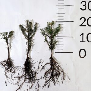 Jodła koreańska NIEBIESKIE SZYSZKI 10-20 cm abies koreana