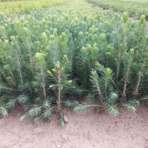 Świerk Pospolity 3lat 20/40 NA PLANTACJE CHOINEK