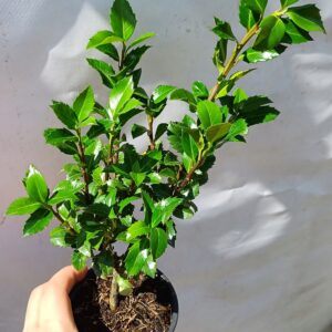 Ostrokrzew HECKENSTAR piękny gęsty żywopłot