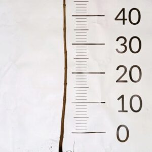 KloN jawor sadzonki 50-80cm