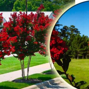 LAGERSTROEMIA INDYJSKA PETIT RED NAJDŁUŻEJ KWITNĄCY KRZEW ŚWIATA MIODODAJNA