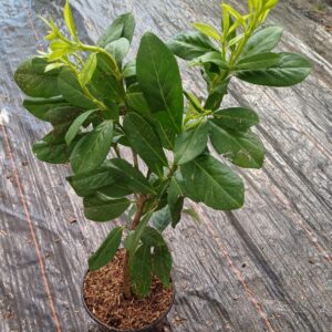 LAUROWIŚNIA WSCHODNIA NOVITA XXL - DONICZKA C2 40-60CM