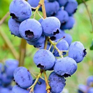 e225bb96dc149769c9a291139126ee60