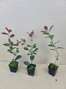 8d9b8f5af58714b5a67f3c05e6a2b05d