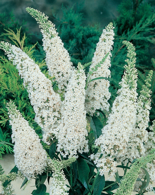 9f9f00450db52e20a8977733124bf8f4