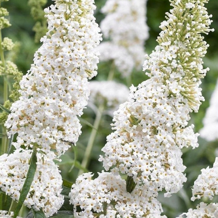 d1bc1ade6662a41f656d4ba1ad277a4d