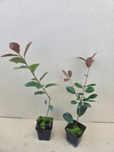 cac300e4e80d21563275db9f888d85d3