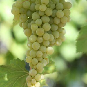 b2d0861c191a10bd9db6a32ada9317b8