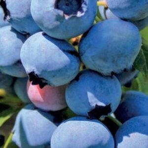 21bf6b2cbc25e237ede6d0edebfb12a9