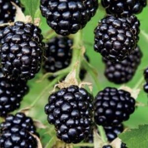 5c007ef5492bd1c3982f556c37a5d76b