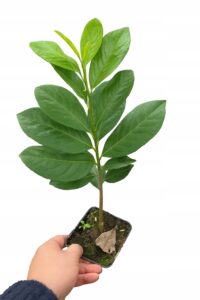 4cadcd69fc00b0b3f5b80d037cfb3afb