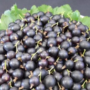 1780ad83b524dd07f4b66e06a36f12e5