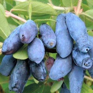 a21dcef21c5689ee92cef3d57ca2d11f