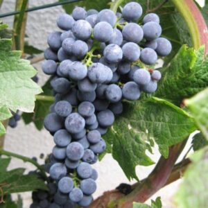 166eee7f9a65d1fa4463f2dc1e1cb66e