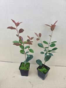 93b4e795978c23700afe119cc97aa218