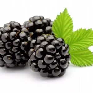 19a93f4113e33283862cc8fbe74e2385