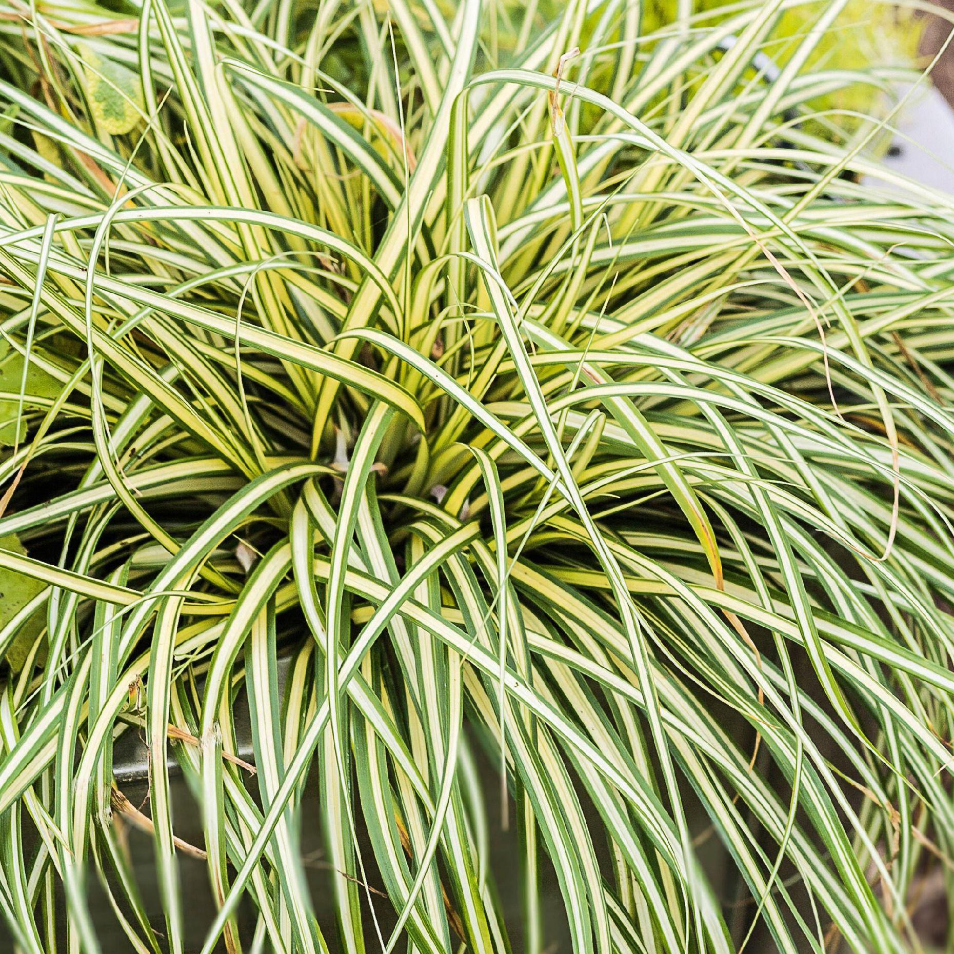 5284bc1174b411387830d65dc588842c