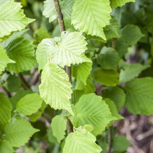 76fb21918d97bfe43075381f6e5a22b0