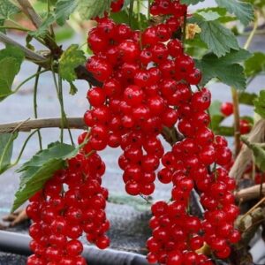 a4124bfcb66ef59971e9141042511310