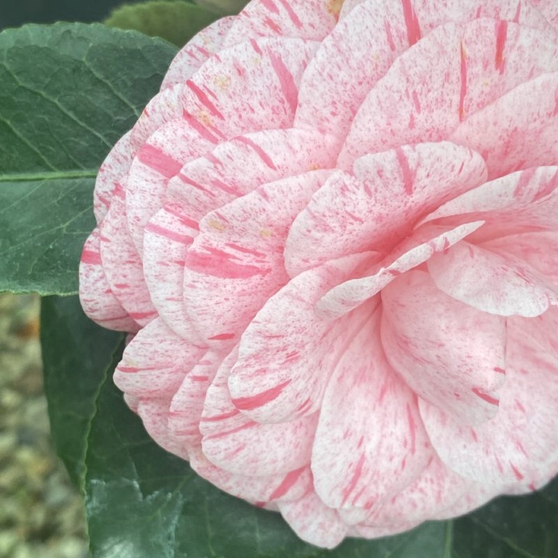 f41910c36f087814a27dcc9fde003120