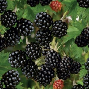 d1626a7aec3a51af3eb16318f44e1092