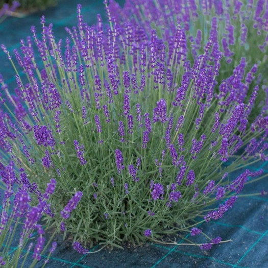 5d55376271c55f8244eba3bc17ecb114