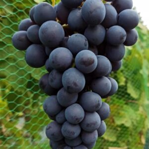 bb53f09a9b750f3c0ec31cdb84754c80