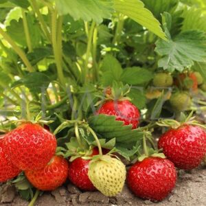 76107592c51cc26d6beff4b20bfc0e50