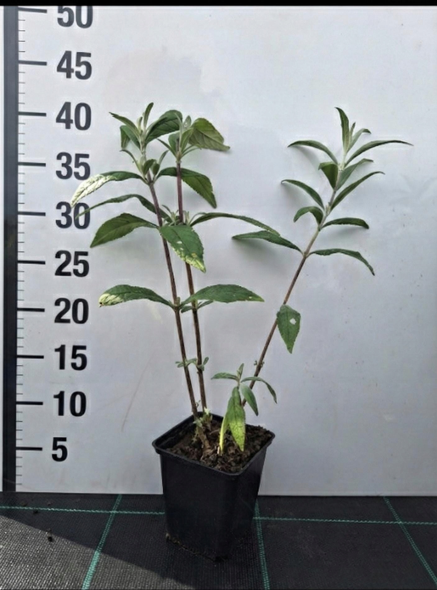 cbfc5d2be057f03364cec91a38c9597c