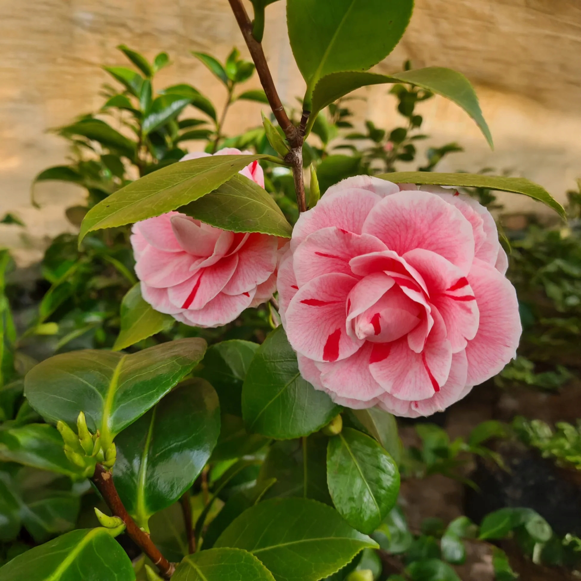 b08cf276197e2ff7e05719df5455f736