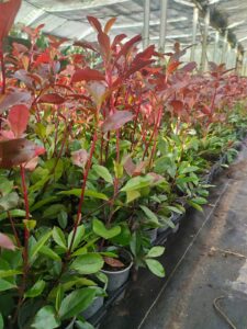 96f5420b718f5c766e4fb99d484b5352