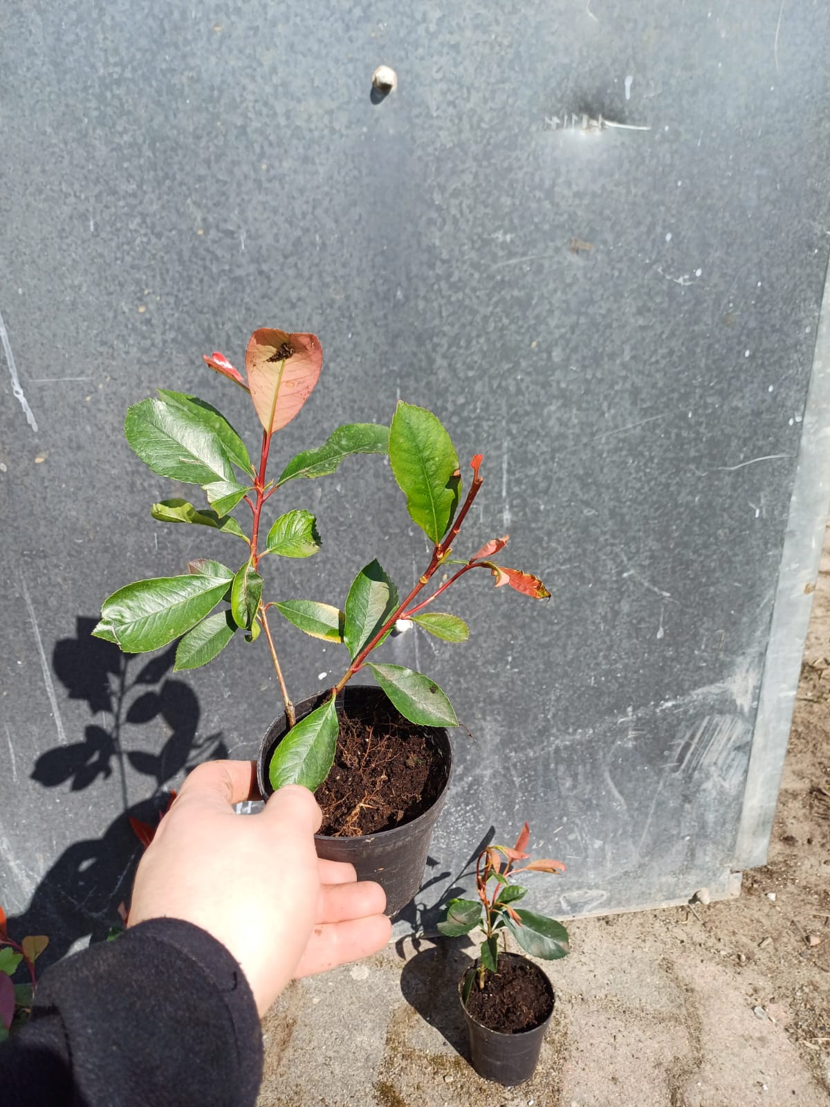 b3116743f3685f8798b314761d9e36bd