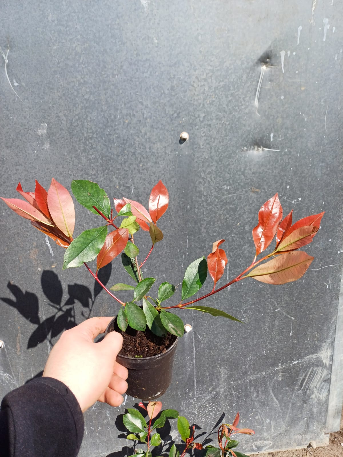 95f7589e1b44ec4eccff8f0943fc522f