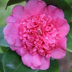 403635d41cbfce1b279d9c112ba7a112