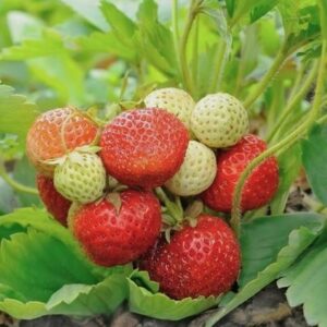 7167d928a64abef75eb549fb83cc3201