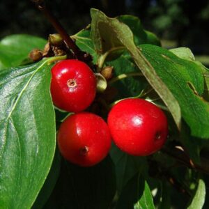 ce2be0911cb65a2c78305a37c57b466f