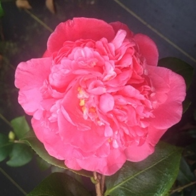 5c35c846a1bccfb973ca6bb3e66a3036