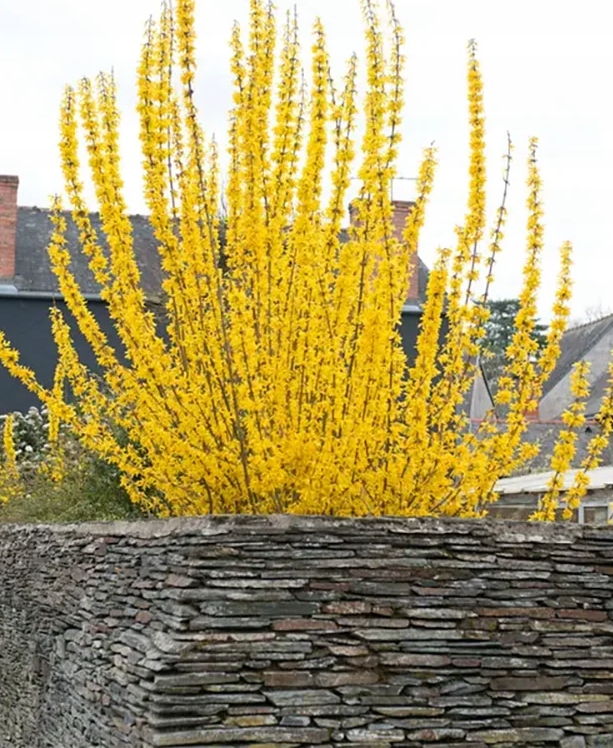 2573eee46a0081e3d2a98535bb62884c