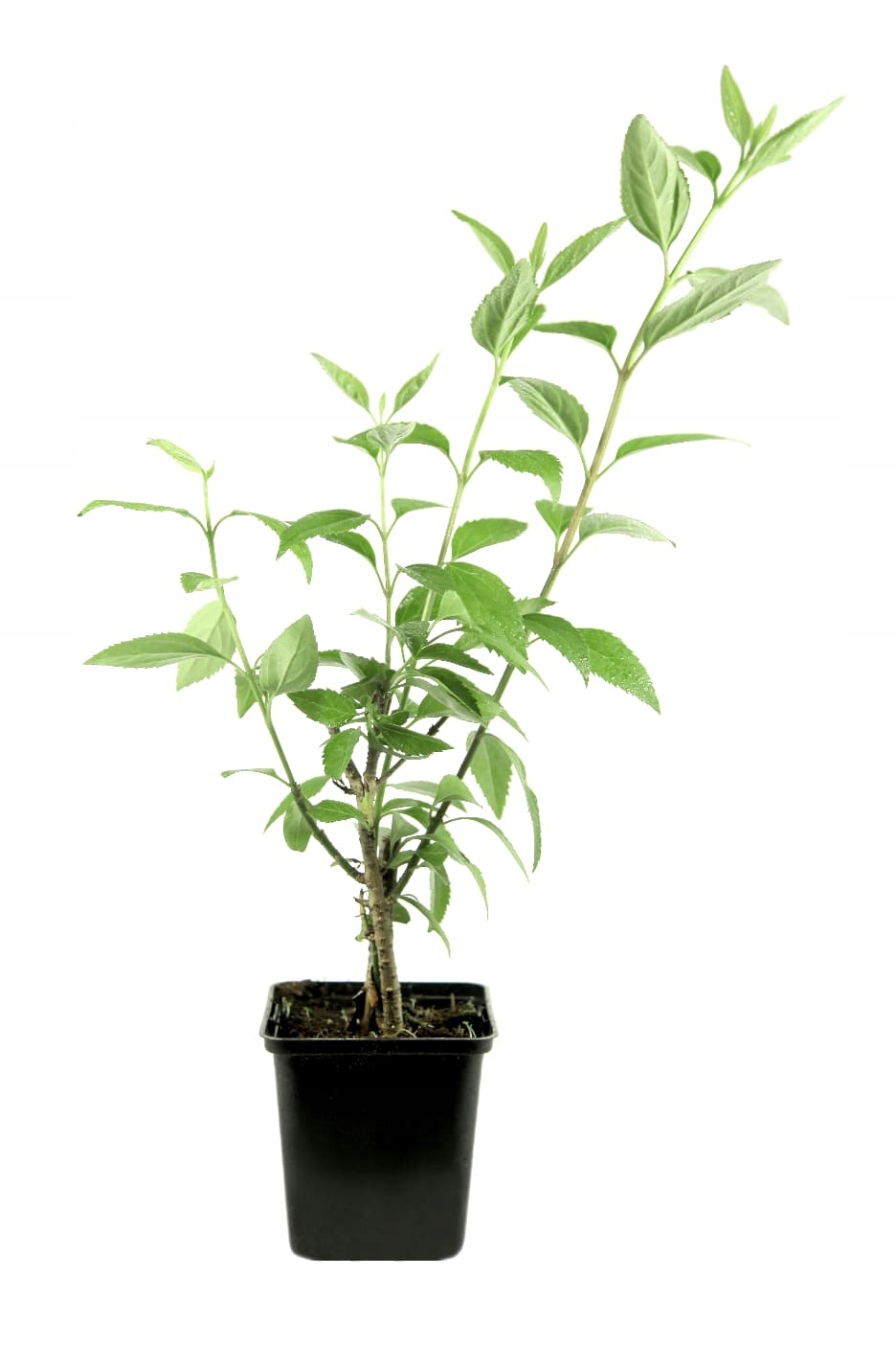 92e8c496fbca67fac2803a87f0bf0394