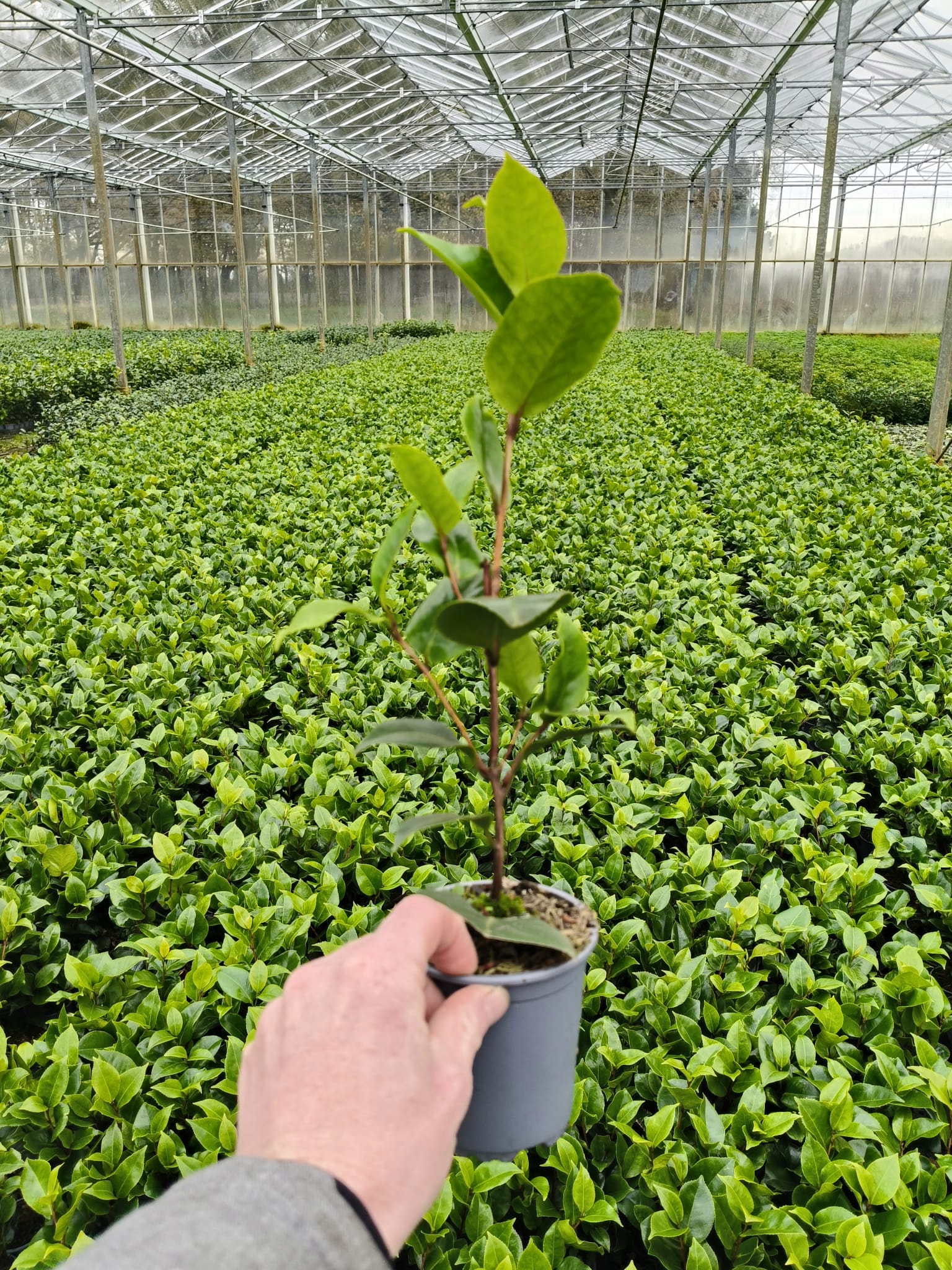 6c94ab534d0c176fa6e23539c4d70dab