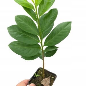 104ad127a16918685b34facfc9e95fd5