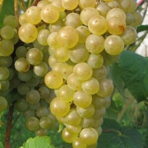 f03cc2c74dfed9653fde09335d207706