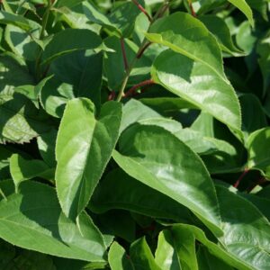 7c9e8eb3e789f2e0045747ae921955b7