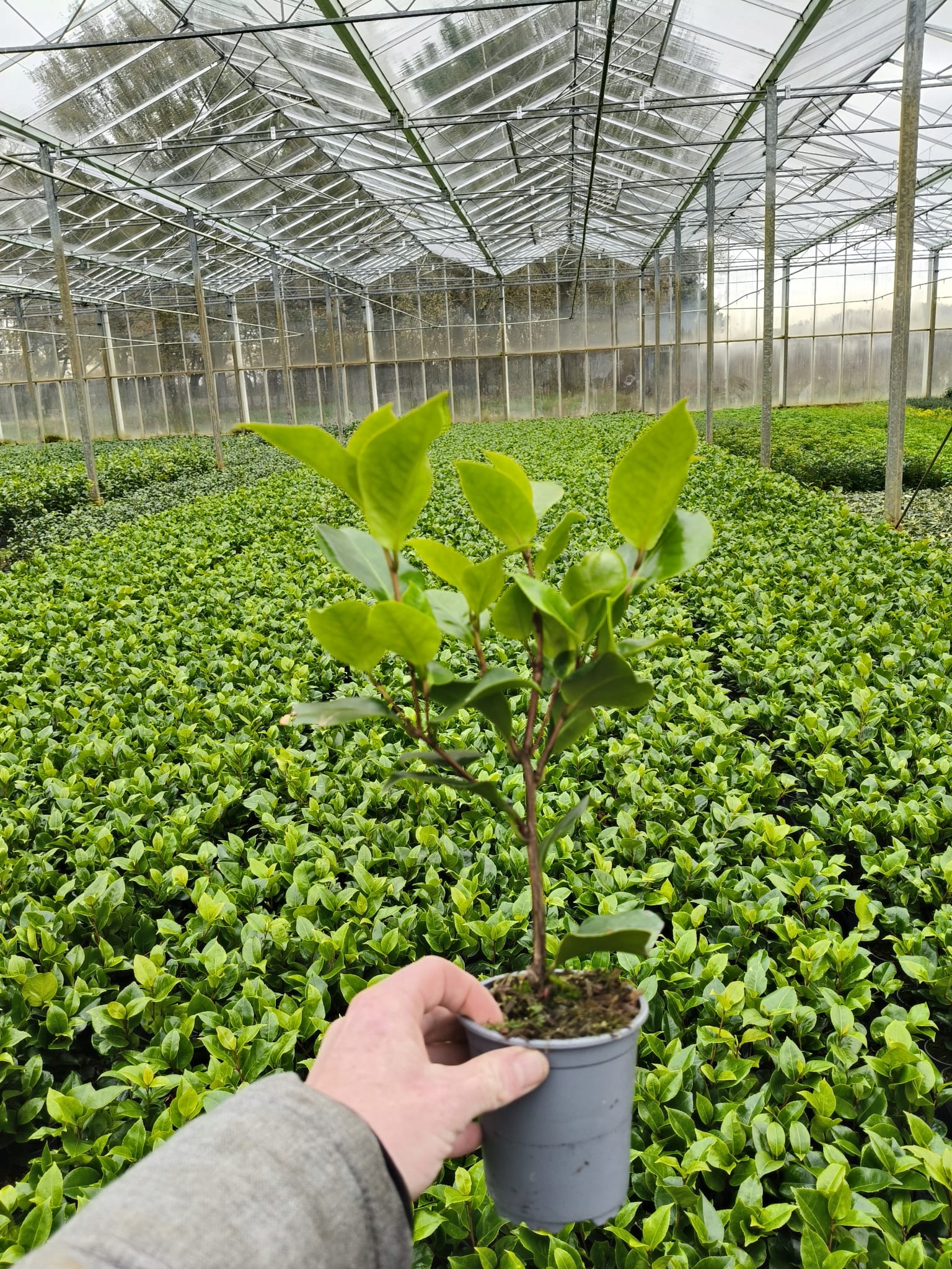 2eacc01af94f10b67081a72d86a04417