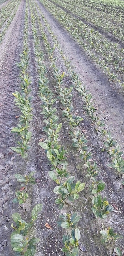 Laurowiśnia wschodnia CAUCASICA 20-40cm ŻYWOPLOT - obrazek 2