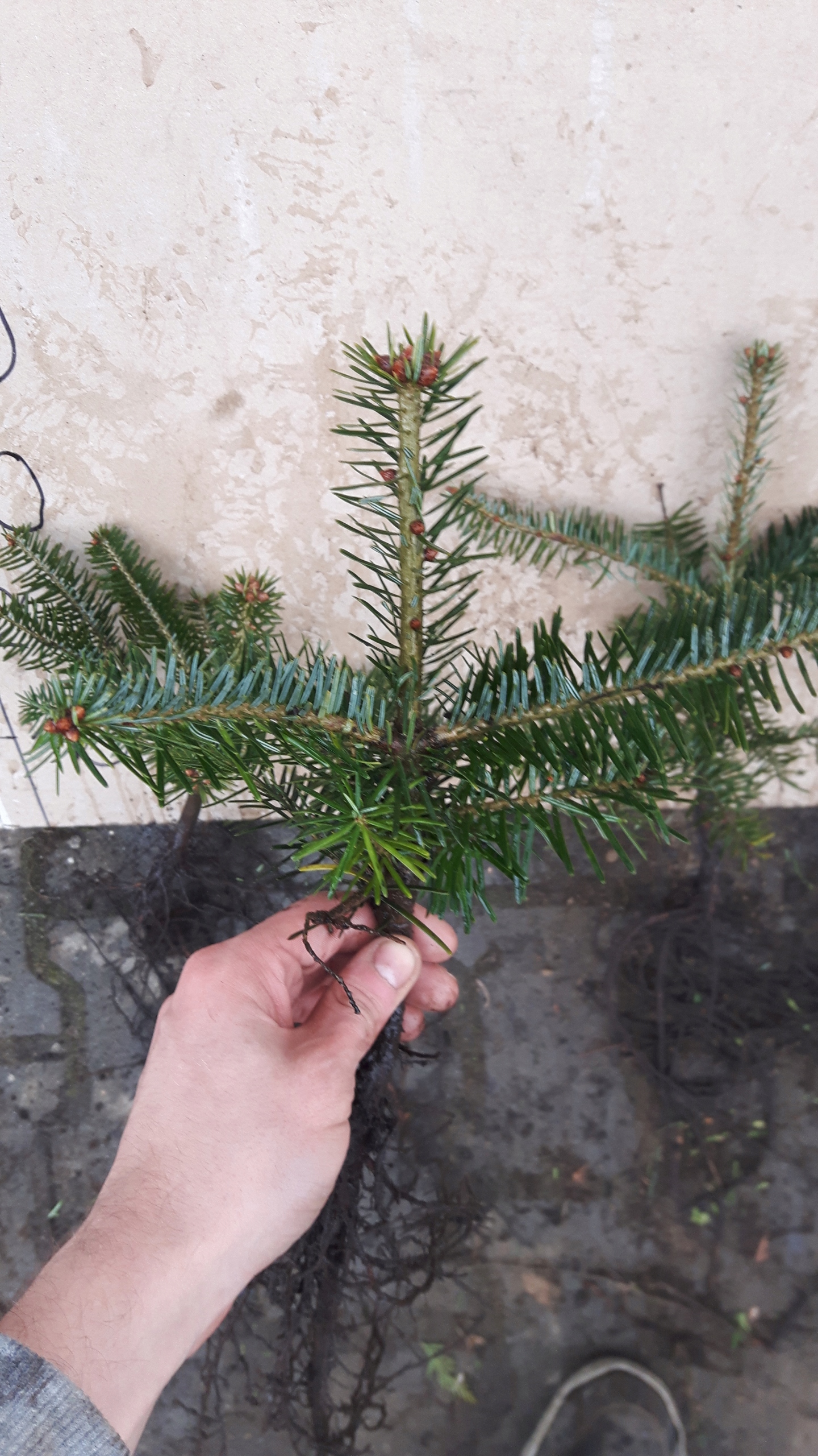 Jodła kaukaska 12-30CM SADZONKI NA PLANTACJE - obrazek 3
