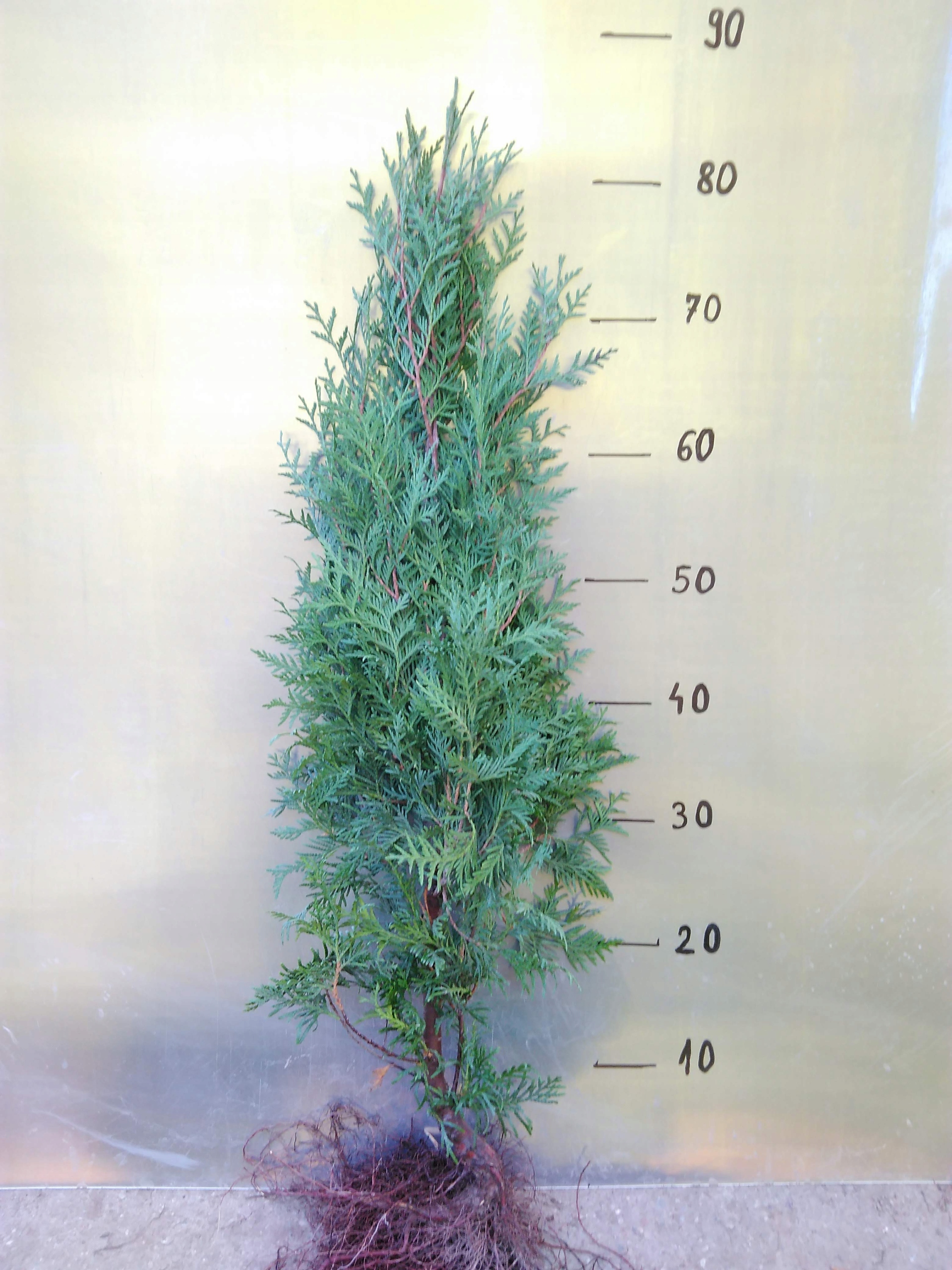 Thuja tuja brabant 80-100cm SUPER ŻYWOPŁOT 40SZTUK - obrazek 3