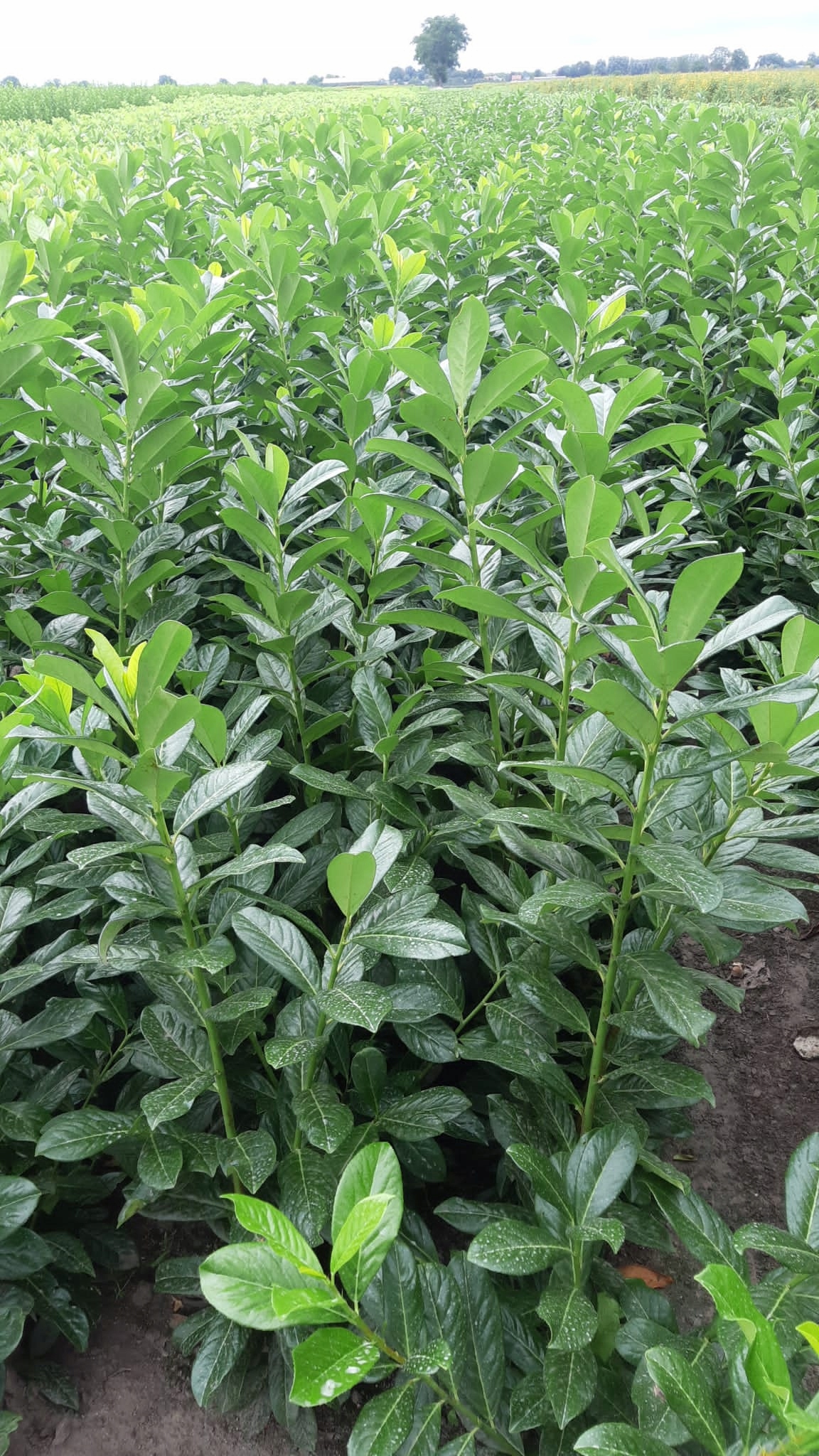 Laurowiśnia wschodnia ROTUNDIFOLIA sadzonki 40-60cm ŻYWOPLOT - obrazek 2